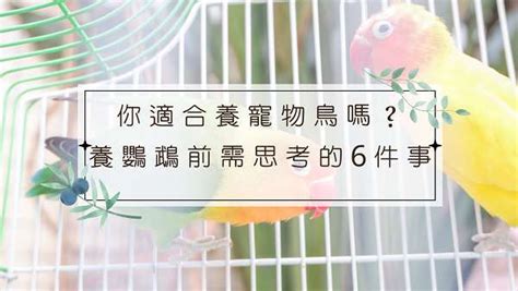 養鳥禁忌|【家裡養鳥】家裡養鳥禁忌全攻略！風水注意事項不可不知